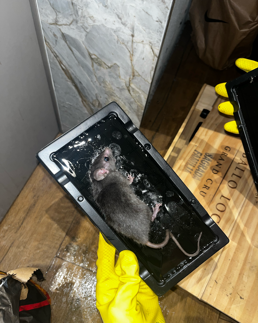 Rato cinza morto em armadilha de cola sendo removido por profissional com luvas. Controle de ratos eficaz em Curitiba.